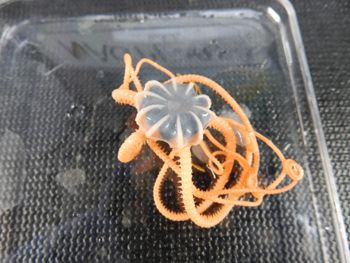 Media type: image;   Invertebrate Zoology 139703